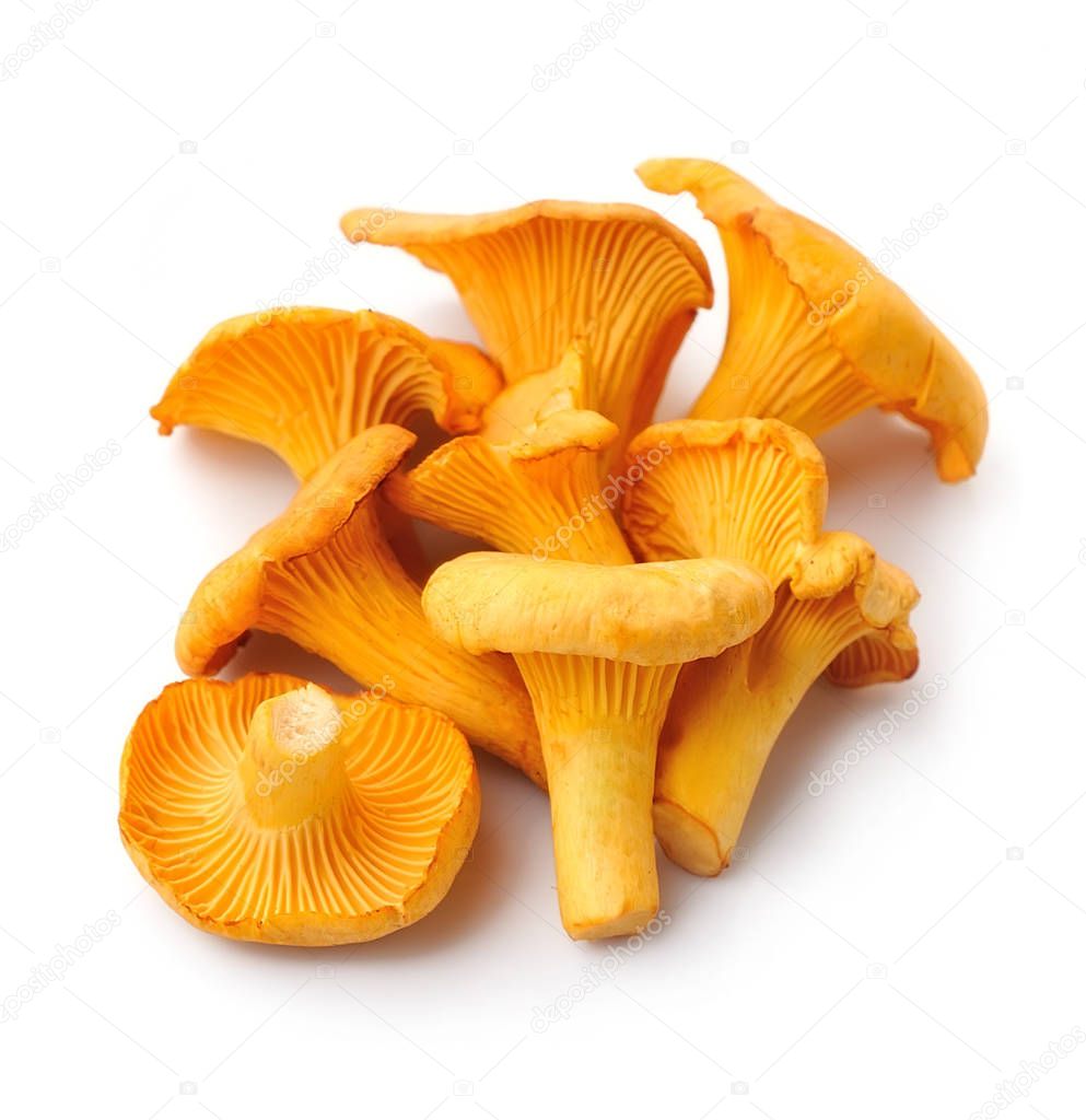 Chanterelle mushrooms.