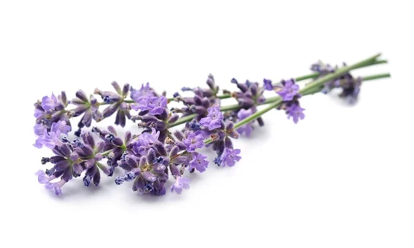 Bund frischer Lavendelblüten — Stockfoto