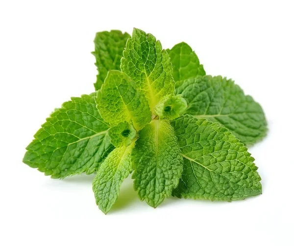 Primer plano de la hoja de menta  . — Foto de Stock