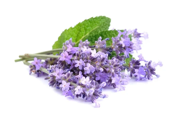 淡紫色花朵 叶子与白色背景隔离 — 图库照片
