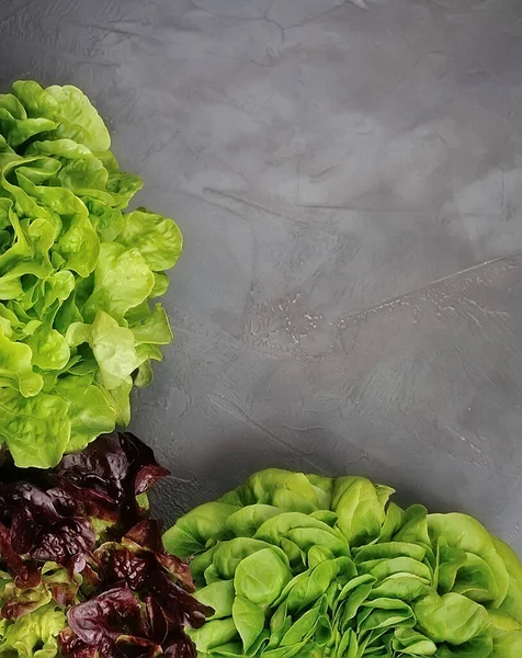 Salad lettuce on black backgrounds. Backgrounds.