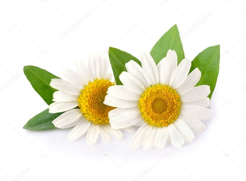 Chamomile flowers with leaves isolated on white backgrounds.