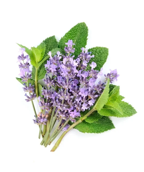 Verse Kruiden Munt Lavendel Close Witte Ondergronden — Stockfoto