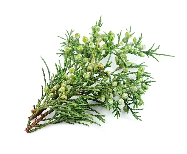 Branch Thuja Isolated White Backgrounds — Stock Photo, Image