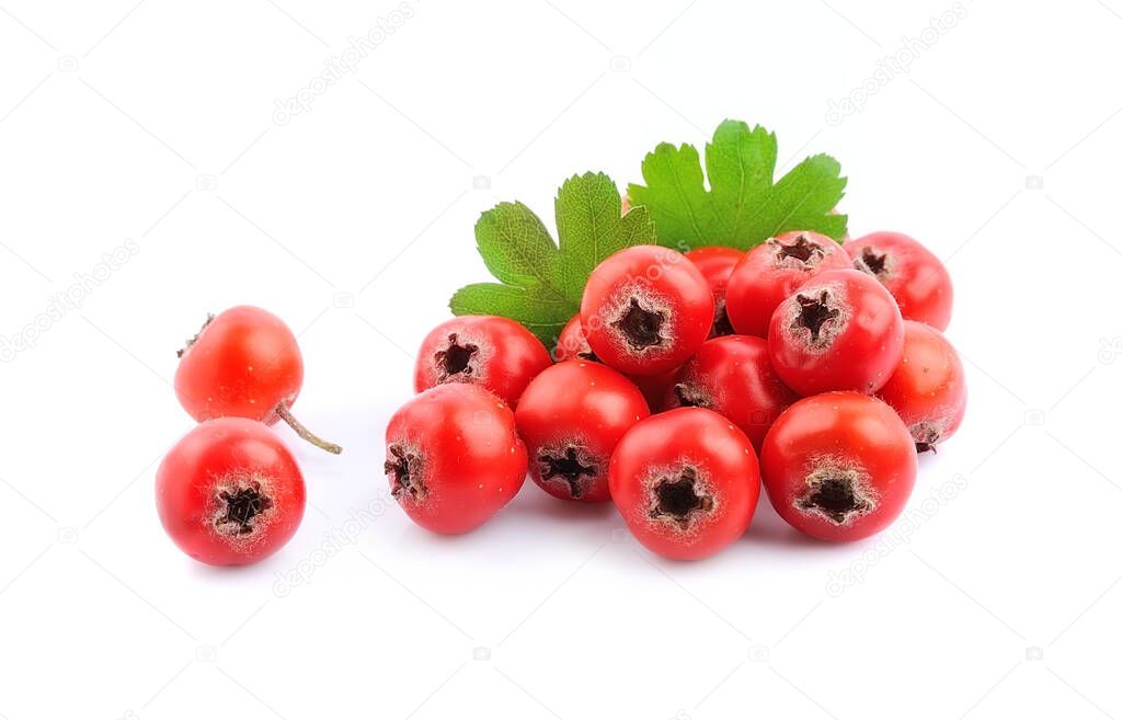Hawthorn fruits in closeup on white backgrounds.