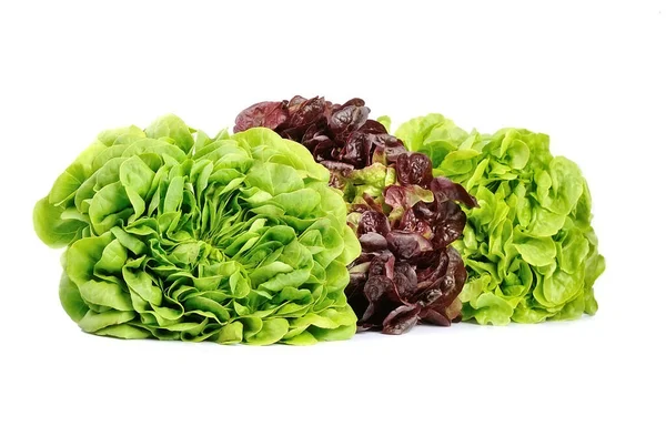 Bunch Salat Salat Isoliert Auf Weißem Hintergrund Korallensalat Geschälter Salat — Stockfoto