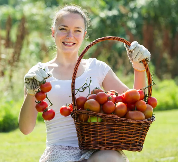 Mulher com cesta de tomate colhido — Fotografia de Stock