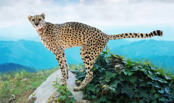 Male cheetah standing on stone at wildness — Stock Photo, Image