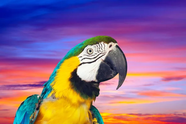 Guacamayo contra el cielo puesta del sol —  Fotos de Stock