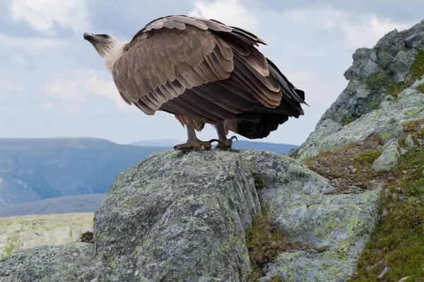 Griffon Vulture Gyps Fulvus Wildness Area — Stock Photo, Image