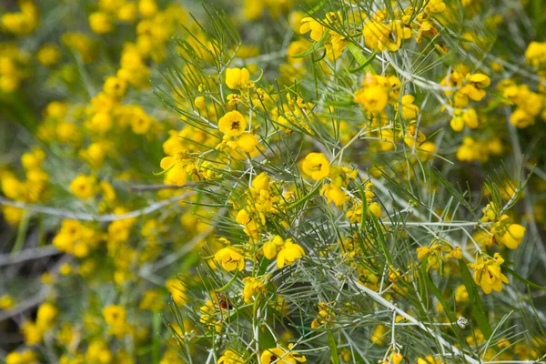 Primer Plano Pequeñas Flores Amarillas Senna Artemisioides Parque — Foto de Stock