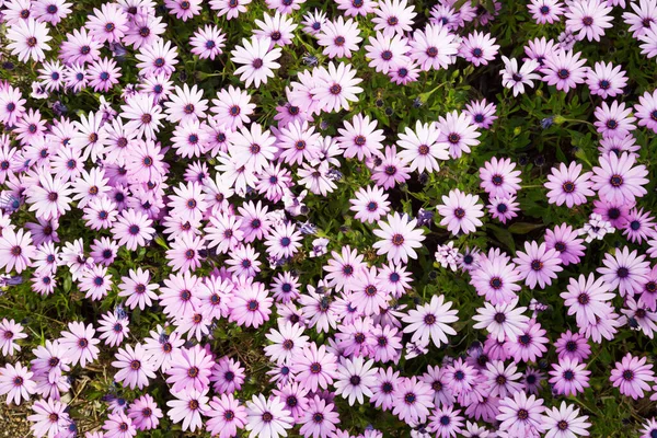 Zblízka Množství Růžové Květy Gazania Longiscapa Venku — Stock fotografie