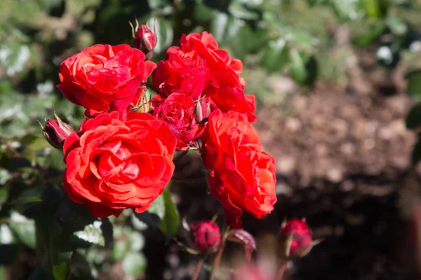 Closeup View Red Bush Rose Flowers Blooming Garden — Stock Photo, Image