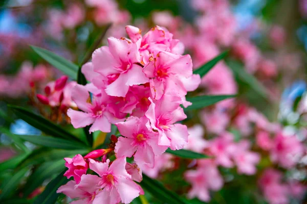 Blossoming pink flowers of oleander in garden — Stock Photo, Image