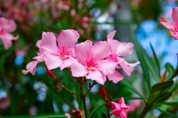 Kvetoucí růžové květy oleandr v zahradě — Stock fotografie