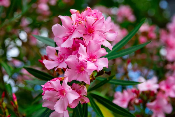 Close-up of blossoming of oleander in the fields — Stock Photo, Image