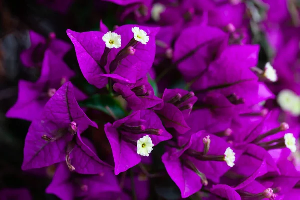 Purple flowers on blooming bougainvillea shrub — Stock Photo, Image