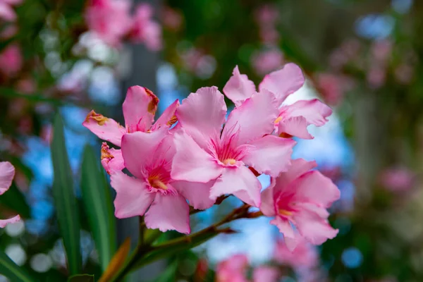 Blossoming pink flowers of oleander in garden — Stock Photo, Image