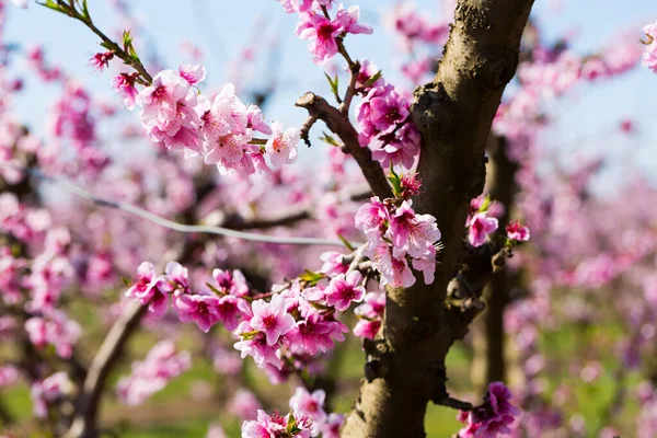 Close-up bloeien van perzikbomen op een weide van Europa — Stockfoto