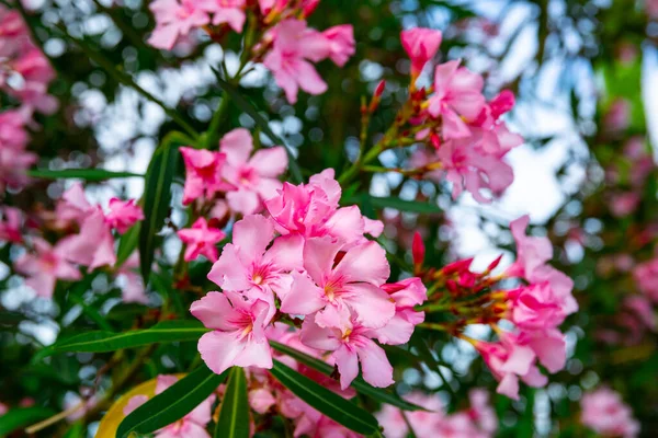 Blossoming pink flowers of oleander in garden — Stock Photo, Image