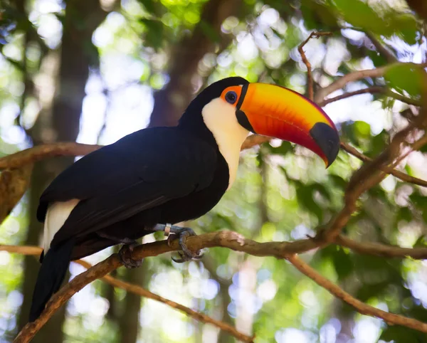 Toco toucan. High quality photo — Stock Photo, Image