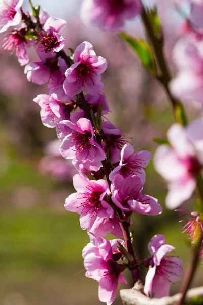 Close-up van bloeiende perzikbomen in de velden n voorjaar — Stockfoto