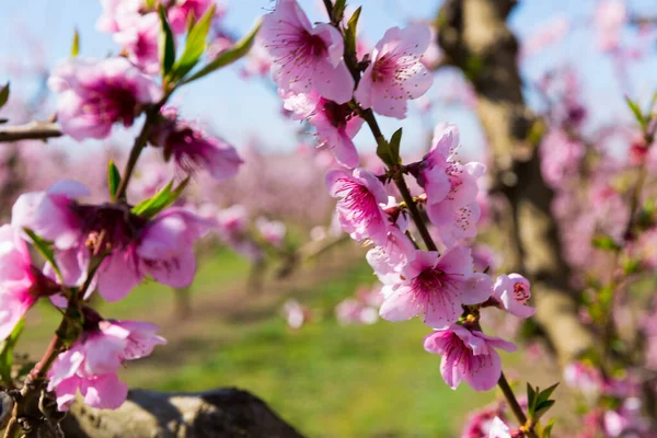 Flores de pêssego. Foto de alta qualidade — Fotografia de Stock