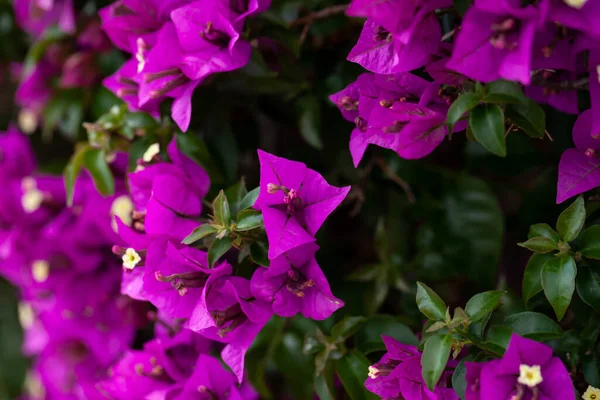 Beautiful purple summer flower Bougainvillea branches closeup — Stock Photo, Image