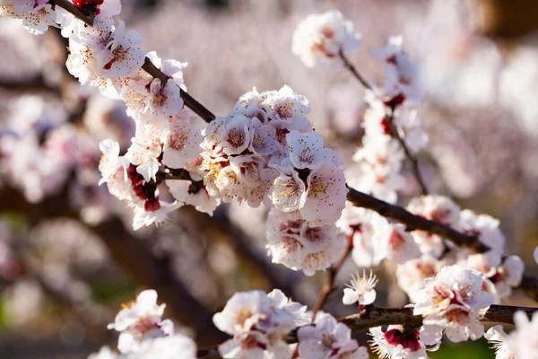 Apricot flowers on tree branches — Stock Photo, Image