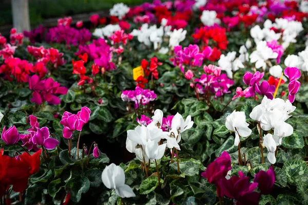 Blooming cyclamen growing in pots — Stock Photo, Image