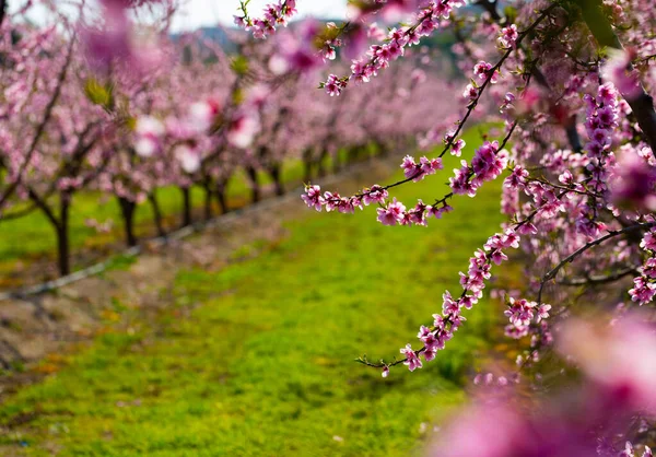 Veld met bloeiende perzikbomen — Stockfoto