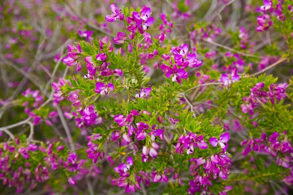 Poligala myrtifolia çiçeği — Stok fotoğraf