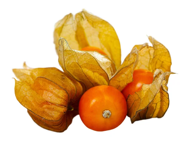 Physalis-Frucht — Stockfoto