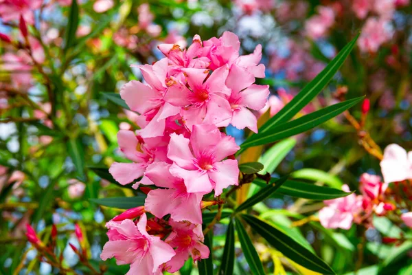 Fioritura fiori rosa di oleandro in giardino — Foto Stock