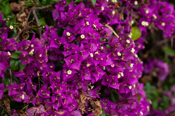 Beautiful purple summer flower Bougainvillea branches closeup — Stock Photo, Image