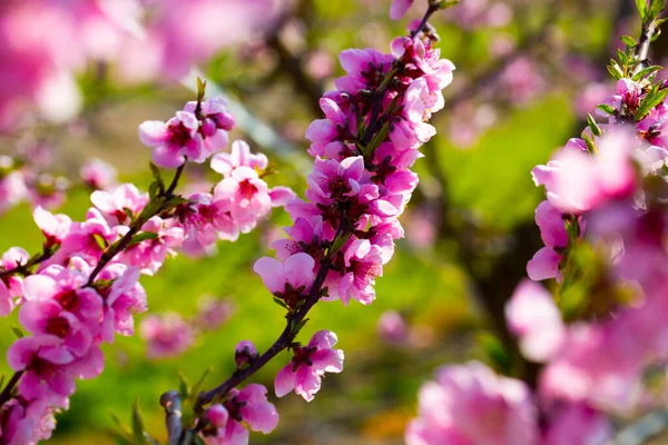 Prachtige bloeiende perzikbomen in de voorjaarstuin — Stockfoto