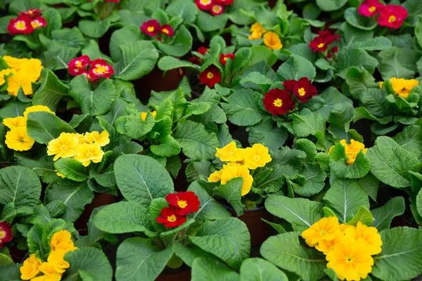 Flowering primula plants growing in pots — Stock Photo, Image