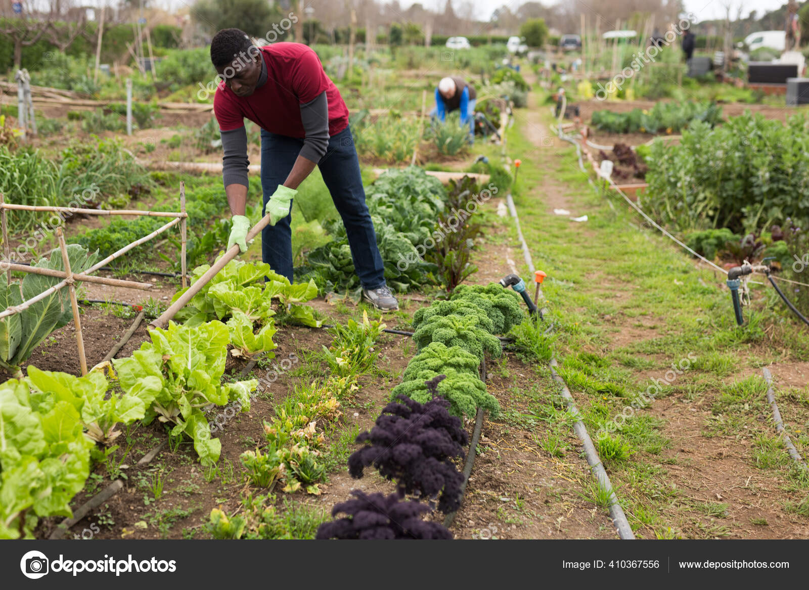 African Gardener Weeding With Hoe In Kitchen Garden Stock Photo Image By C Jim Filim 410367556