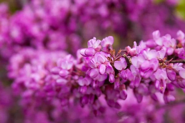 Judas arbre pourpre floraison — Photo