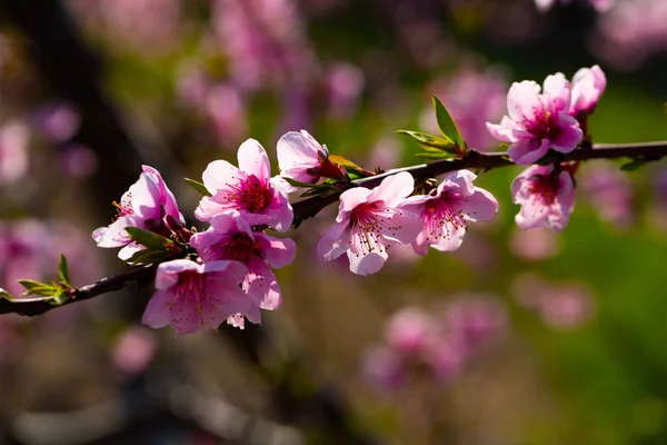 Blühende Pfirsichbäume im zeitigen Frühjahr — Stockfoto