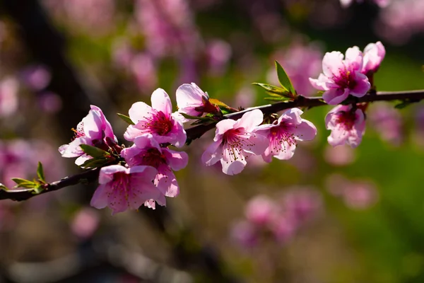 Fleurs de pêchers au début du printemps — Photo