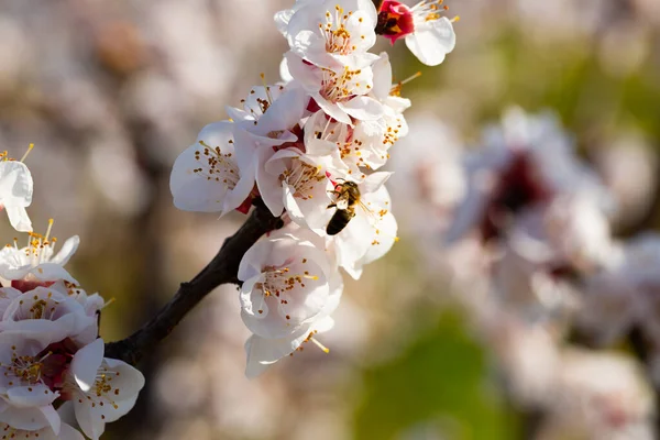 Close-up of blossoming of apricots in the fields and meadows — Stock Photo, Image