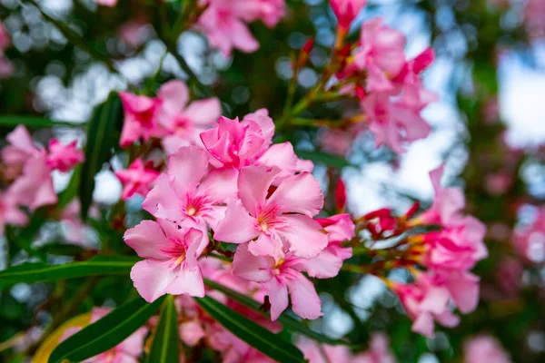 Blossoming pink flowers of oleander in garden — Stock Photo, Image