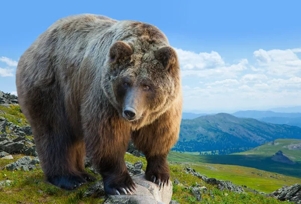 Бурый медведь на камне в дикой местности гор — стоковое фото