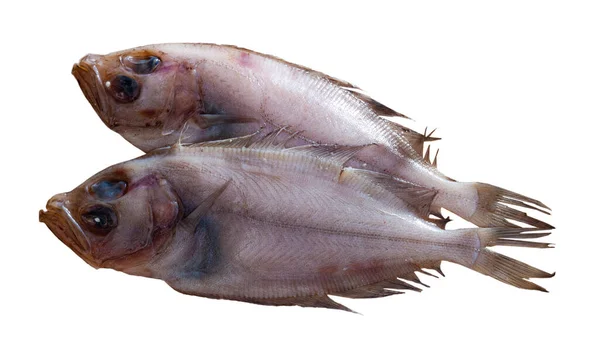 Fresh megrim sole flatfish — Stock Photo, Image