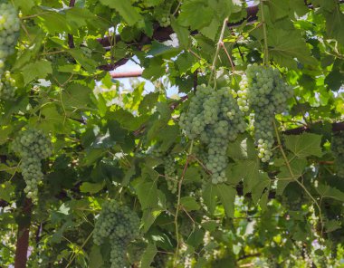 dalları, alt görünümü üzerinde üzüm demet