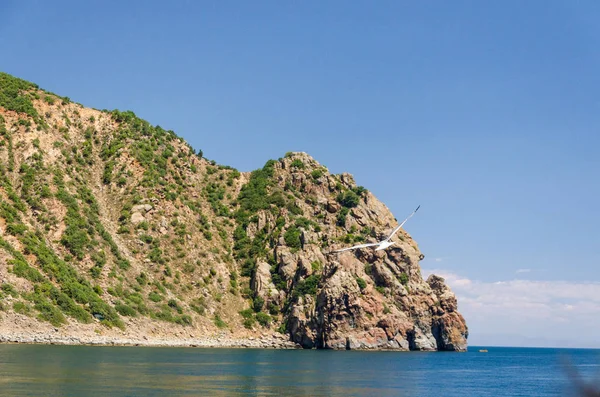 Gaviota Vuela Sobre Mar Largo Orilla —  Fotos de Stock