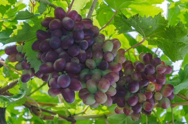 Racimos Uvas Ramas Vista Inferior — Foto de Stock