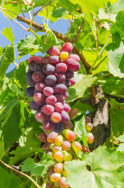 Racimos Uvas Ramas Vista Inferior — Foto de Stock