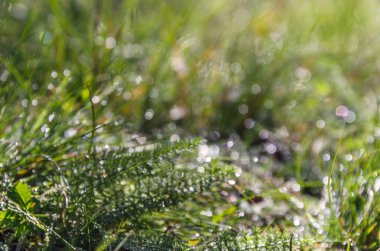 sabah ormandaki çiy ile arka plan olarak çimen